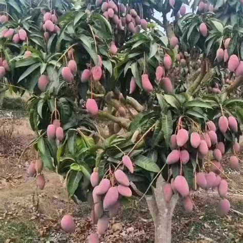 芒果樹風水|【芒果樹風水】家有芒果樹，風水有玄機？讓你住得安心好運連。